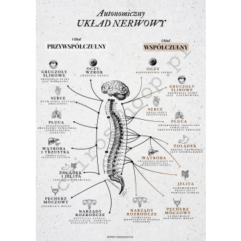 Plakat- Układ nerwowy Model I- Biały B2