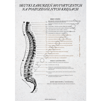 Plakat- Układ nerwowy Model II- Biały B2