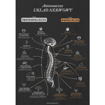 Plakat- Układ nerwowy Model I - czarny B2